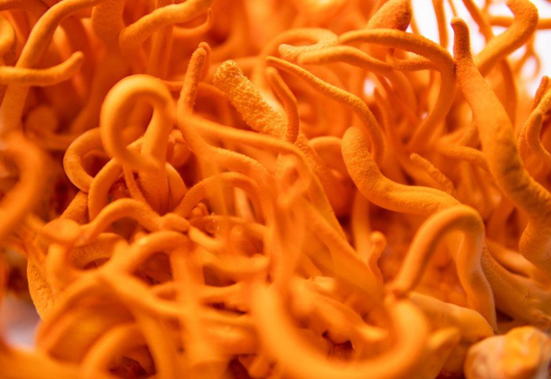 Các bảo quản đông trùng hạ thảo sấy thăng hoa